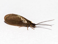 Sisyra nigra